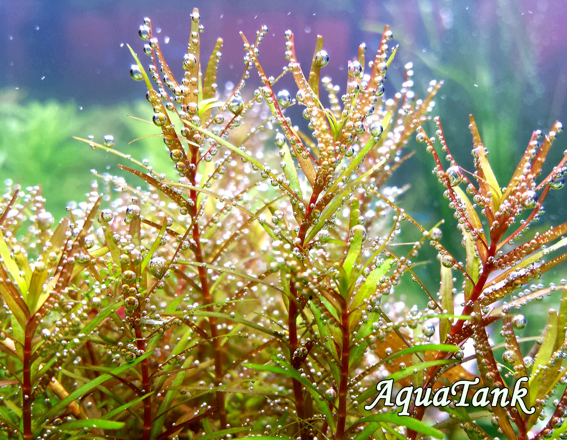 Rotala H’Ra aquarium plant | AquaTank Rare Aquarium Plants